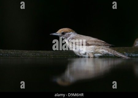 Mönchsgrasmücke Sylvia Atricapilla, Weiblich, Baden im Wald Pool, Soltvadkert, Ungarn im Juni. Stockfoto