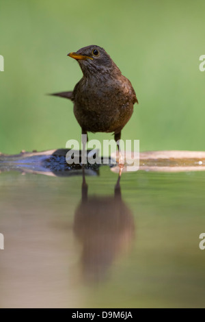 Gemeinsamen Amsel Turdus Merula, weibliche Sidelit am Pool in der Nähe von Pusztaszer, Ungarn im Juni zu trinken. Stockfoto