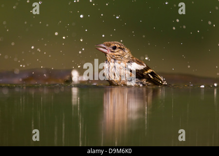 Gemeinsamen Buchfink Fringilla Coelebs, Weiblich, Baden im Wald-Pool Pusztaszer, Ungarn im Juni. Stockfoto