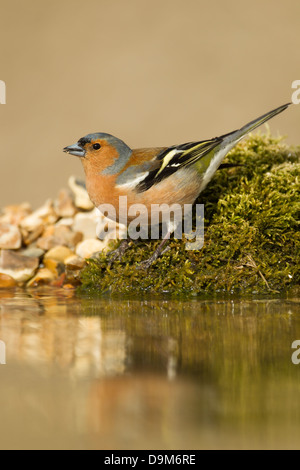 Gemeinsamen Buchfink Fringilla Coelebs Männchen, trinken, Berwick Bassett, Wiltshire, UK im April. Stockfoto