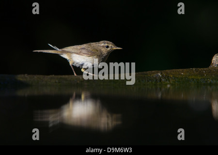 Gemeinsamen Zilpzalp Phylloscopus Collybita, Erwachsene, thront auf Log am Wald Pool Pusztaszer, Ungarn im Juni. Stockfoto