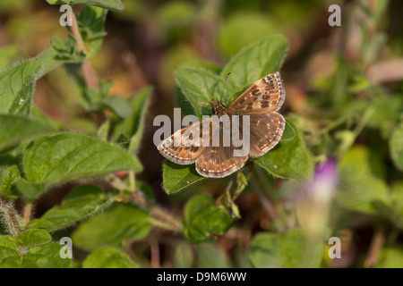 Schmuddeligen Skipper Erynnis Tages Erwachsenen sonnen sich am gemeinsamen Walton, Somerset im April. Stockfoto