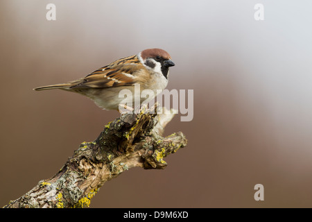 Eurasische Tree Sparrow Passer Montanus, thront auf Zweig, Berwick Bassett, Wiltshire, Großbritannien im Februar. Stockfoto