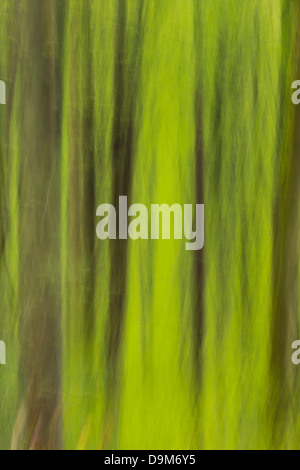 Europäische Buche Fagus Sylvaticus, Wald im Frühjahr, Lake Vyrnwy, Mongomeryshire, Wales im Mai 2013. Stockfoto