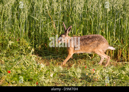Feldhase Lepus Europaeus, Erwachsene, längs Feldrand, Pusztaszer, Ungarn im Juni. Stockfoto