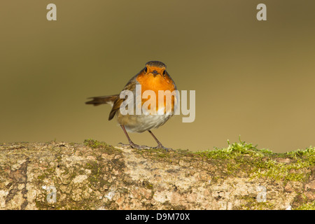 Rotkehlchen Erithacus Rubecula, thront auf bemoosten Log, Berwick Bassett, Wiltshire, Großbritannien im Februar. Stockfoto