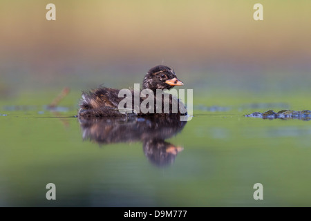 Zwergtaucher, Tachybaptus Ruficollis, Jugendkriminalität, Schwimmen, See Csaj, Ungarn im Juni. Stockfoto