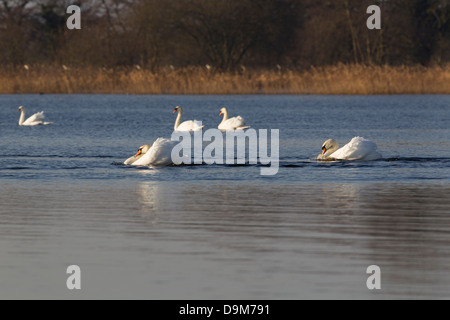 Höckerschwan Cygnus Olor, Erwachsene, Grenzstreitigkeiten, Blakeway, Somerset, Großbritannien im Januar. Stockfoto