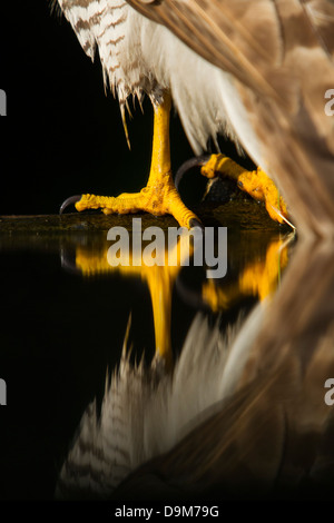 Nördlichen Habicht Accipiter Gentilis, Weiblich, am Wald Pool, Soltvadkert, Ungarn im Juni. Stockfoto
