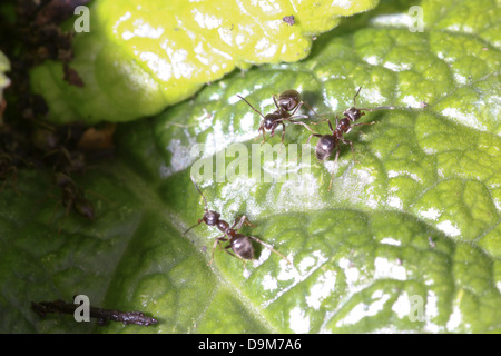 Ameisen in einem gestörten Nest bergende Eiern aus Sonnenlicht Stockfoto