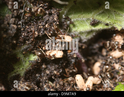 Ameisen in einem gestörten Nest bergende Eiern aus Sonnenlicht Stockfoto