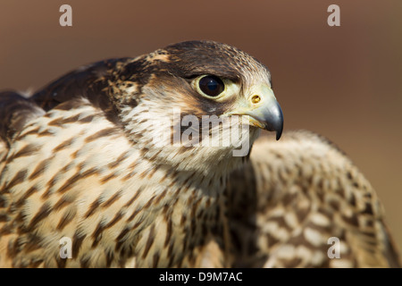 Wanderfalken Falco Peregrinus (Captive), juvenile, Kopf Profil, Hawk Conservancy Trust, Hampshire, UK im April. Stockfoto