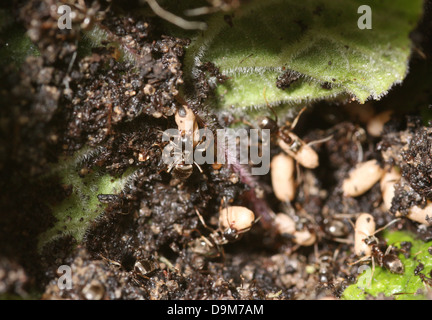 Ameisen in einem gestörten Nest bergende Eiern aus Sonnenlicht Stockfoto