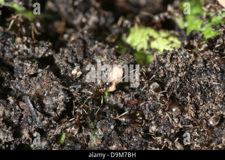 Ameisen in einem gestörten Nest bergende Eiern aus Sonnenlicht Stockfoto