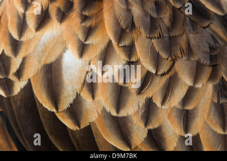 Rote Drachen Milvus Milvus (gefangen), Erwachsene männlich, close-up der Flügelfedern, Hawk Conservancy Trust, Hampshire, UK im April. Stockfoto