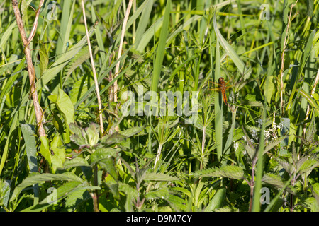 Knappen Chaser Libellula Fulva, unreifen männlich, thront auf Vegetation, Wheatfen, Norfolk, Großbritannien im Juni. Stockfoto