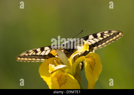 Schwalbenschwanz Papilio Machaon, Erwachsene, Nectaring auf gelbe Iris, Wheatfen, UK im Juni. Stockfoto