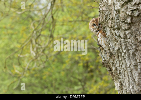 Waldkauz Strix Aluco (Captive), Erwachsene, thront im Baum Loch, Schloss Caereinion, Wales, UK im Mai. Stockfoto