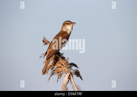 Groß-Rohrsänger, Acrocephalus Arundinaceus, einziger Vogel auf Reed singt, Bulgarien, Mai 2013 Stockfoto