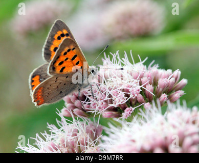 Europäischen klein- oder gemeinsame Kupfer Schmetterling (Lycaena Phlaeas) Fütterung auf eine Hanf-Agrimony Blüte im Sommer Stockfoto