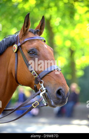 Porträt des rotes Pferd. Stockfoto