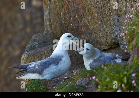 Eissturmvogel (Fulmarus Cyclopoida) Verhalten Stockfoto