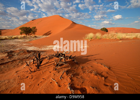 Wüstenlandschaft mit Gräsern, rote Sanddünen und afrikanischen Akazien, Sossusvlei, Namibia Stockfoto