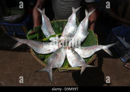 Hilsha Fisch auf Barisal Fischmarkt der größte Großhandelsmarkt von Hilsha in Bangladesch. Barisal, Bangladesch. 22 Juni 2013. Lokal als Ilish bekannt, wurde der Fisch als der nationale Fisch von Bangladesch bezeichnet. Hilsa, immer eine besondere Delikatesse in einem bengalischen Haushalt, wird auf viele verschiedene Arten zubereitet. Sie findet sich in der Bucht von Bengalen und Padma, Jamuna, Meghna, Karnafully und anderen Küstenflüssen von Bangladesch. Stockfoto