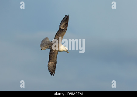 Fulmar im Flug, Fulmarus Cyclopoida in Endland, Cornwall Stockfoto