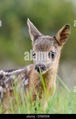 Rehkitz, Kitz Stockfoto