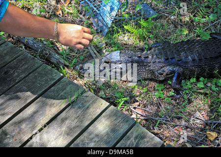 Kleine Bucht Alligator hielt in der hand von einheimischen Reiseleiter im Everglades National Park; Florida; USA Stockfoto