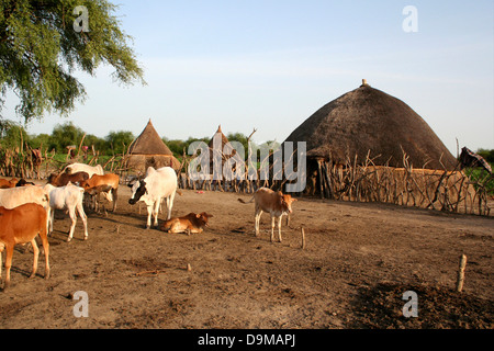 Süd-Sudan Jonglei und östlichen oberen Nil Nyriol und Wuror Grafschaften Nuer Volksgruppe der Rinder Stockfoto