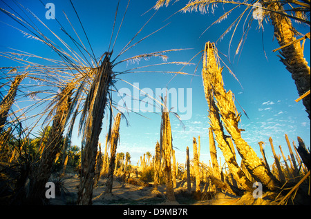 Tozeur Tunesien Oase von einem Sturz In den Grundwasserspiegel tot Palmen sterben Stockfoto