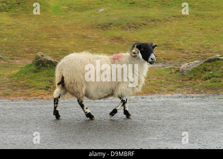 Ein Schaf Ram zu Fuß unterwegs auf Dartmoor Devon. Stockfoto