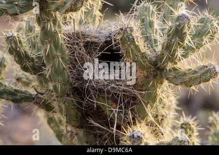 Wüste Vogelnest in einem Cholla Kaktus Stockfoto