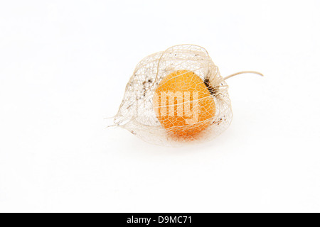 Eine Reife Kap-Stachelbeere (Physalis Peruviana) im Kelch aus der Familie der Nachtschattengewächse Stockfoto