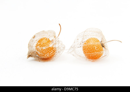 Reife Kap Stachelbeeren (Physalis Peruviana) im Kelch aus der Familie der Nachtschattengewächse Stockfoto