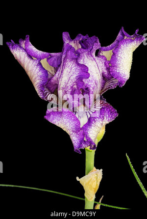 violette Iris Blume mit Wasser fällt auf schwarzem Hintergrund Stockfoto
