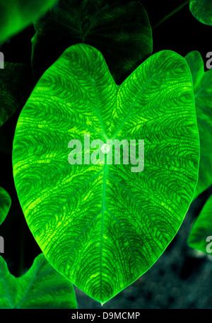 Ein Tropfen Tau Wasser ruht in der Mitte dieser gemusterten grüne Blatt des Werks Elefanten-Ohr, die für seine Herzform und Größe bekannt ist. Stockfoto