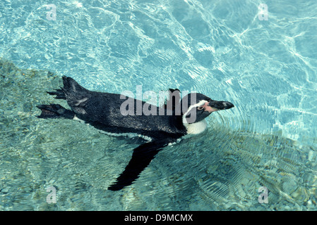 Magellan-Pinguine sind am häufigsten in den Meeren rund um Argentinien, Chile und den Falkland-Inseln gefunden, obwohl dieser in einem Aquarium in den USA ist. Stockfoto