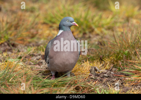 Ringeltaube Columba Palumbus Erwachsenen auf dem Boden Stockfoto