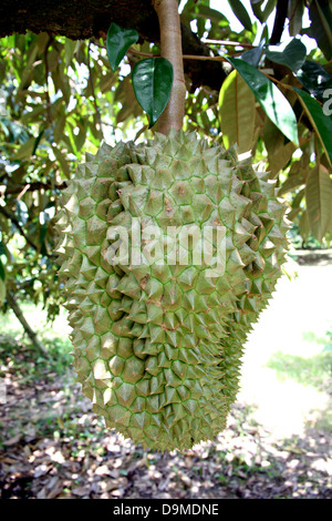 Durian aus Thailand ist Frucht mit einem starken Geruch. Stockfoto