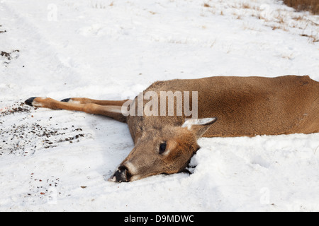 Totes Reh getötet von einem Fahrzeug auf der Seite der Highway 61 im nördlichen Minnesota. Stockfoto