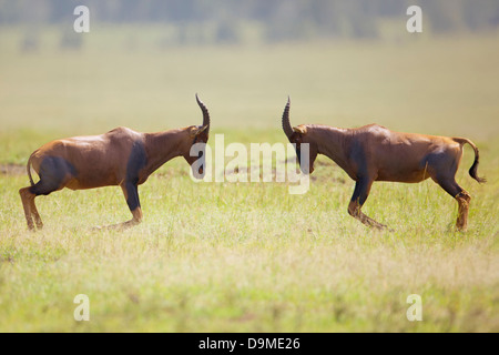 Konferenz, die kämpfen, Masai Mara, Kenia Stockfoto