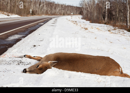 Totes Reh getötet von einem Fahrzeug auf der Seite der Highway 61 im nördlichen Minnesota. Stockfoto