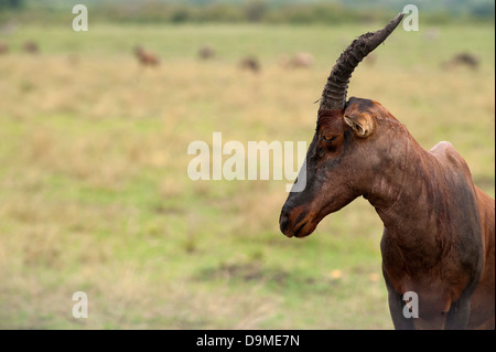 Topi close-up Portrait, Masai Mara, Kenia Stockfoto