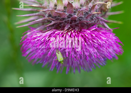 Gemeinsamen grünen Kapsid Lygocoris Pabulinus Fehler auf einer Moschus Distel Blütenstandsboden Nutans Blume Stockfoto