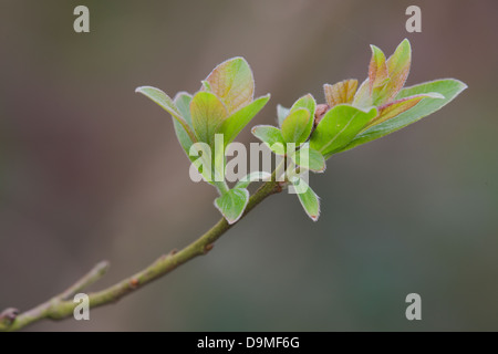 Ziege Weide Salix Caprea frische Spring leaves Stockfoto