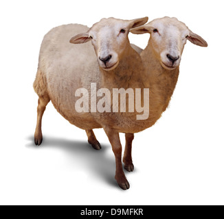 Genetische Störung und Abnormalität in biologischen DNA-Sequenz mit einem Bauernhof Schaf als siamesische Zwilling miteinander verbunden in Utero als eine Stockfoto