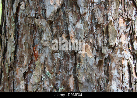 Bild des Hintergrunds von der Rinde der Kiefer Stockfoto